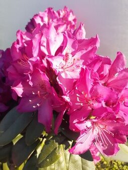 Rododendron