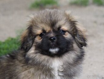 Tibetský španěl s průkazem původu - 1