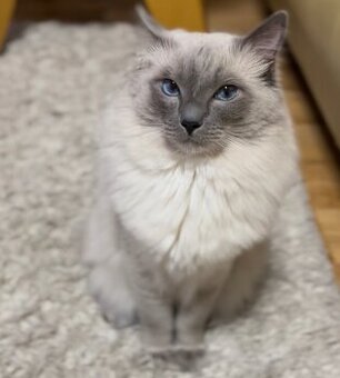 Ragdoll kocourek ke krytí