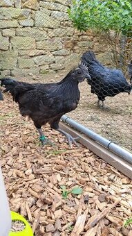 Kohouti Ayam Cemani, Cemanské slepice