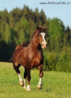 Připouštění Welsh Cob - 1