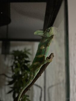 Chameleon i s teráriem