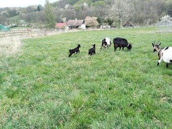 Letošní kozlici prodej nebo vymena