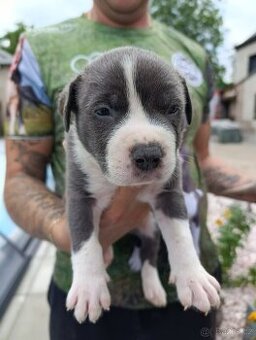 American Bully XL originální původní krev rodokmen ABKC USA