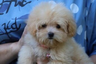 Maltipoo  F 1