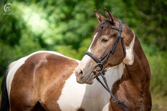 Valach aph x qh 2021