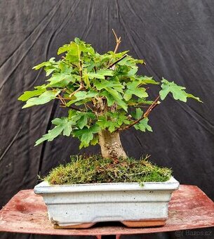 Bonsai, Bonsaj - Acer campestre