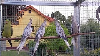Prodám korely bělohlavé perlové 0,3