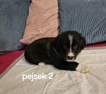 Prodáme štěňátka Border Kolie, čistokrevné, bez PP.