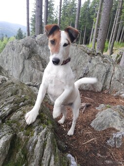 Foxteriér hladkosrstý