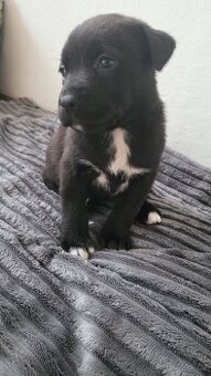 Labradorský retrívr