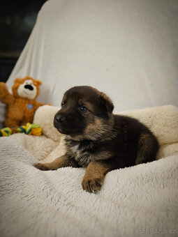 Štěňátka kříženci