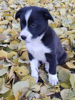 Border kolie již k odběru