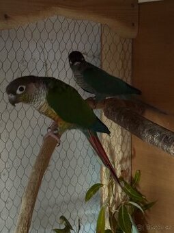 Prodám chovný pár pyrur