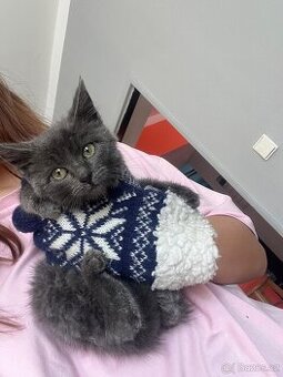 Koťátka- kříženci