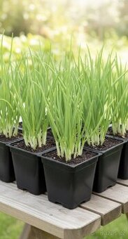 Kráčející cibule , poschoďová cibule, sibiřská cibule