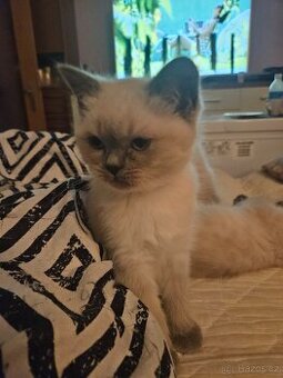 Krásna Britská kotátka - 1