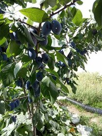 Švestky rezistentní na šárku JOJO, JOFELA