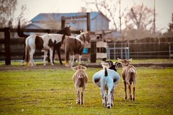 Pastevní ustájení 🌿🐴