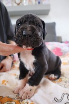 Nemecká doga s PP FCI Harle Černá Merle po šampiónoch