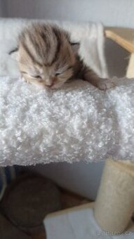 Britská whiskas kočička s PP