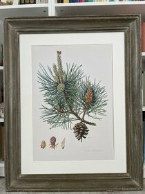 Borovice lesní Print Pinus Sylvestris pine