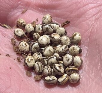 Vajíčka strašilek australských