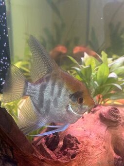 Skalára amazonská - dospělý samec