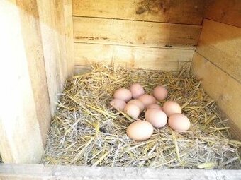 Nasadova vajicka kalimero