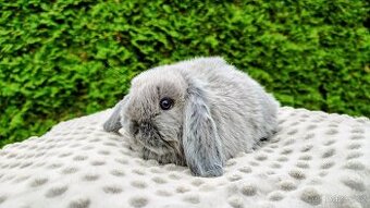 Zakrslý beránek, králíček, králík - NELA