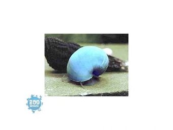 Prodám Ampulária modrá - Pomacea canaliculata