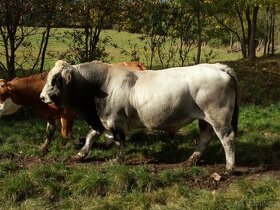 plemenný býk Gascogne