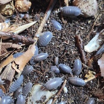Porcellio laevis wild