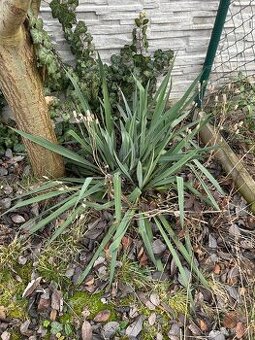 venkovní Juka vláknitá - Yucca filamentosa