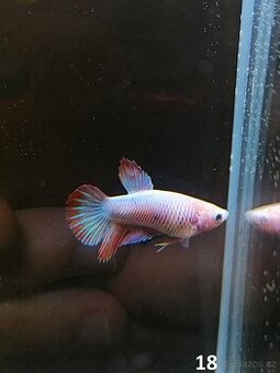 Betta Splendens - Betta bojovnice (Samec 18)
