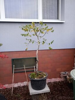 Bříza bělokorá (Betula pendula) bonsai - 1