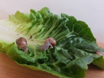 Achatina