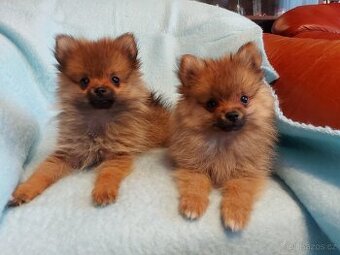 Špic, nemecký špic , oranžový špic, pomeranian
