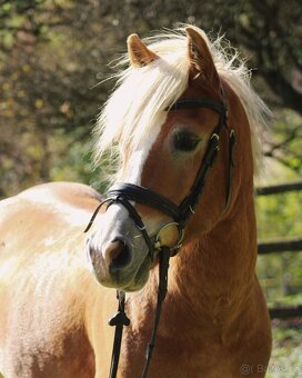 Pony valach Hafling 144cm