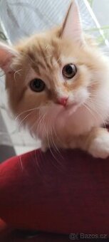 Sibirsky kocourek s PP