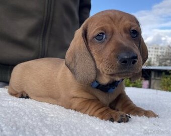 Jezevčík hladkosrstý standardní s PP