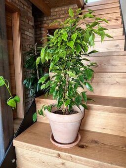 Ficus benjamina fíkovník drobnolistý panašovaný