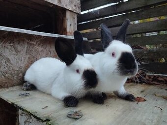 Kalifornský černý - tetované samice s PP