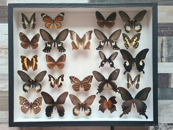 Sbírka motýlů, 2 vitríny