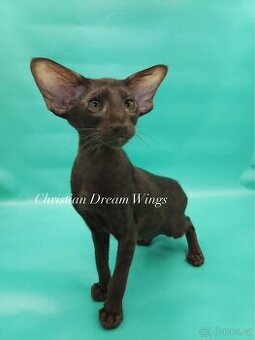 Orientální kocour s PP Christian