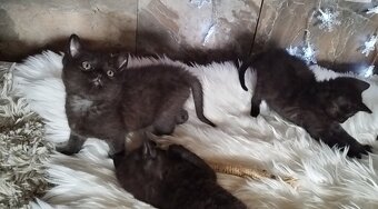 Britská černá krátkosrstá koťata