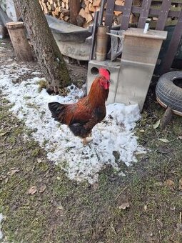 Kohout 8. měsíční