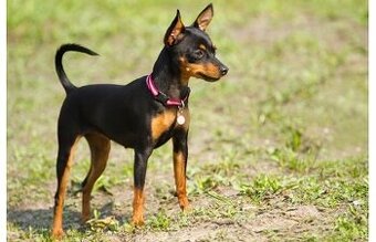 Pražský krysařík mini