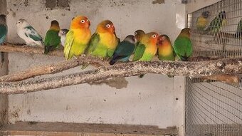 Chovné hejno agapornis Fišerův