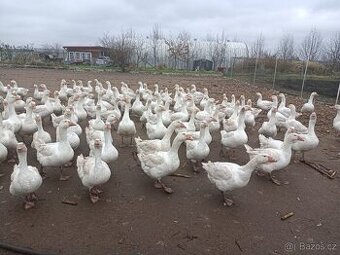 Husy německé nosné